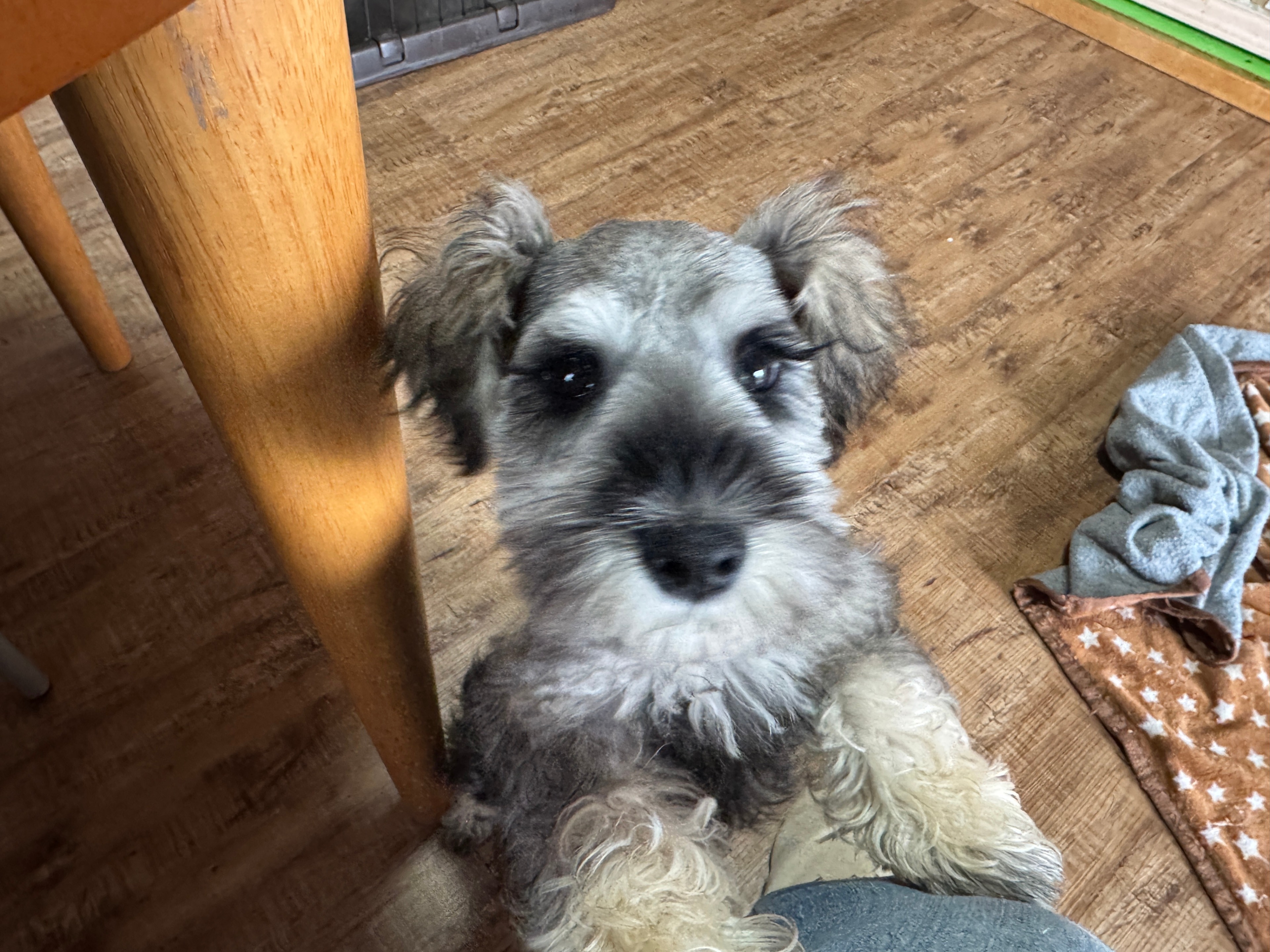 ミニチュアシュナウザー