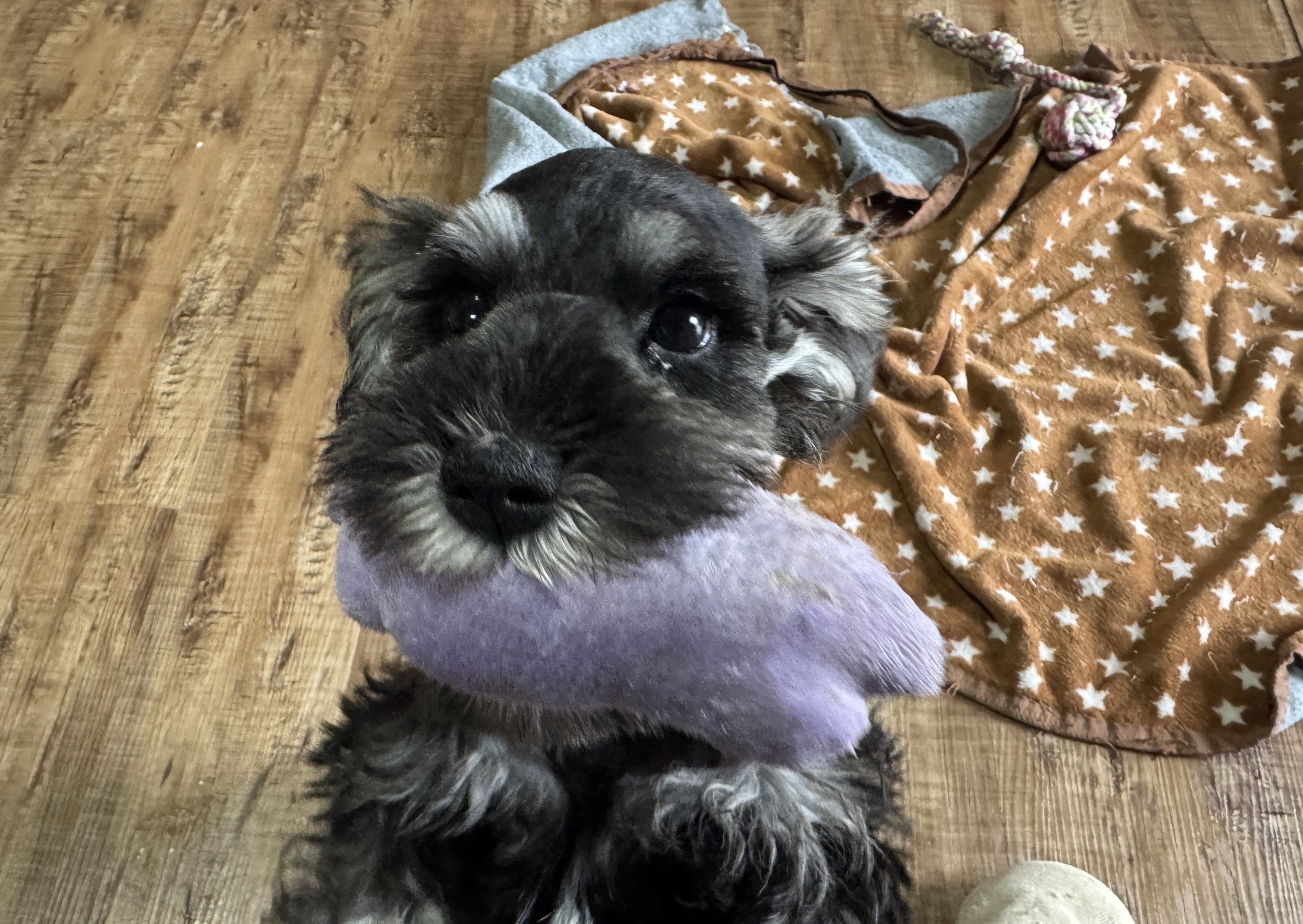 ミニチュアシュナウザー