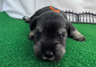 ミニチュアシュナウザー