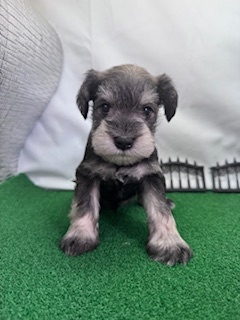 ミニチュアシュナウザー