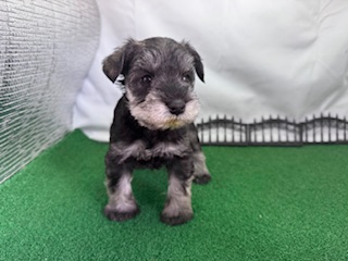 ミニチュアシュナウザー