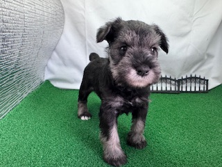 ミニチュアシュナウザー