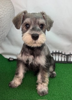 ミニチュアシュナウザー