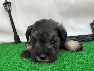 ミニチュアシュナウザー