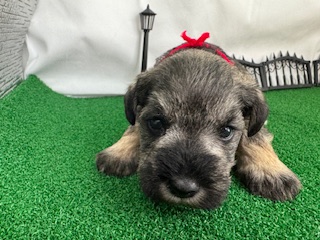 ミニチュアシュナウザー