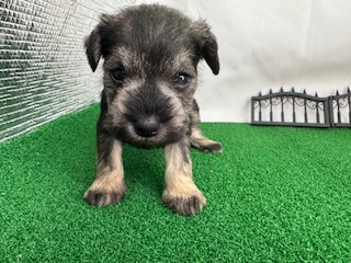 ミニチュアシュナウザー