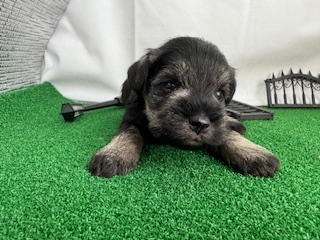 ミニチュアシュナウザー