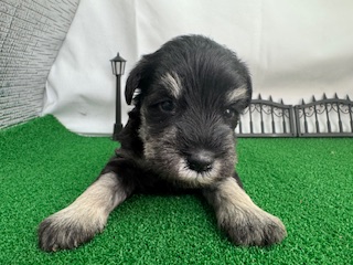 ミニチュアシュナウザー