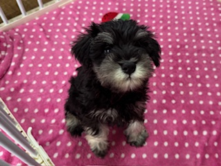 ミニチュアシュナウザー