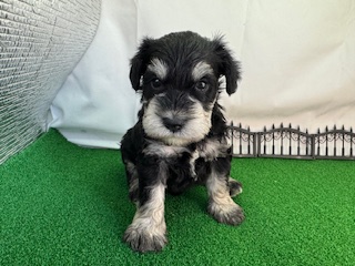 ミニチュアシュナウザー