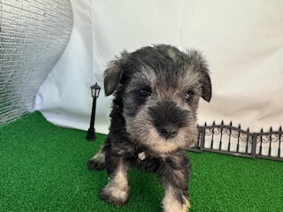 ミニチュアシュナウザー