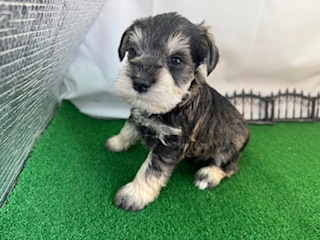 ミニチュアシュナウザー