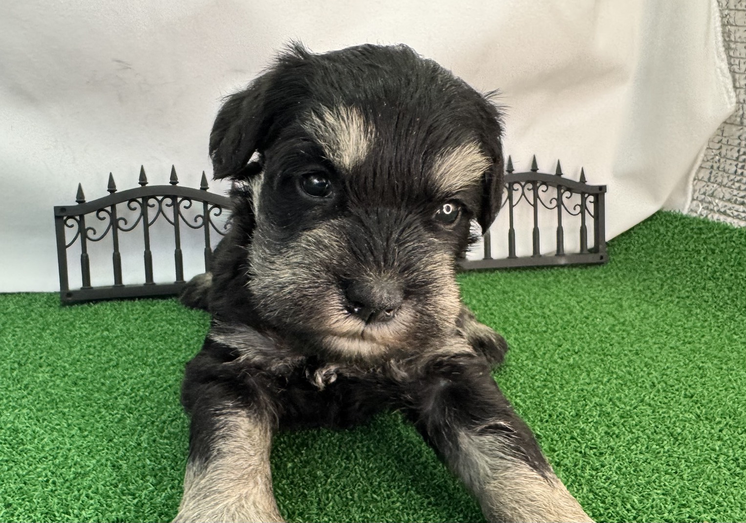 ミニチュアシュナウザー