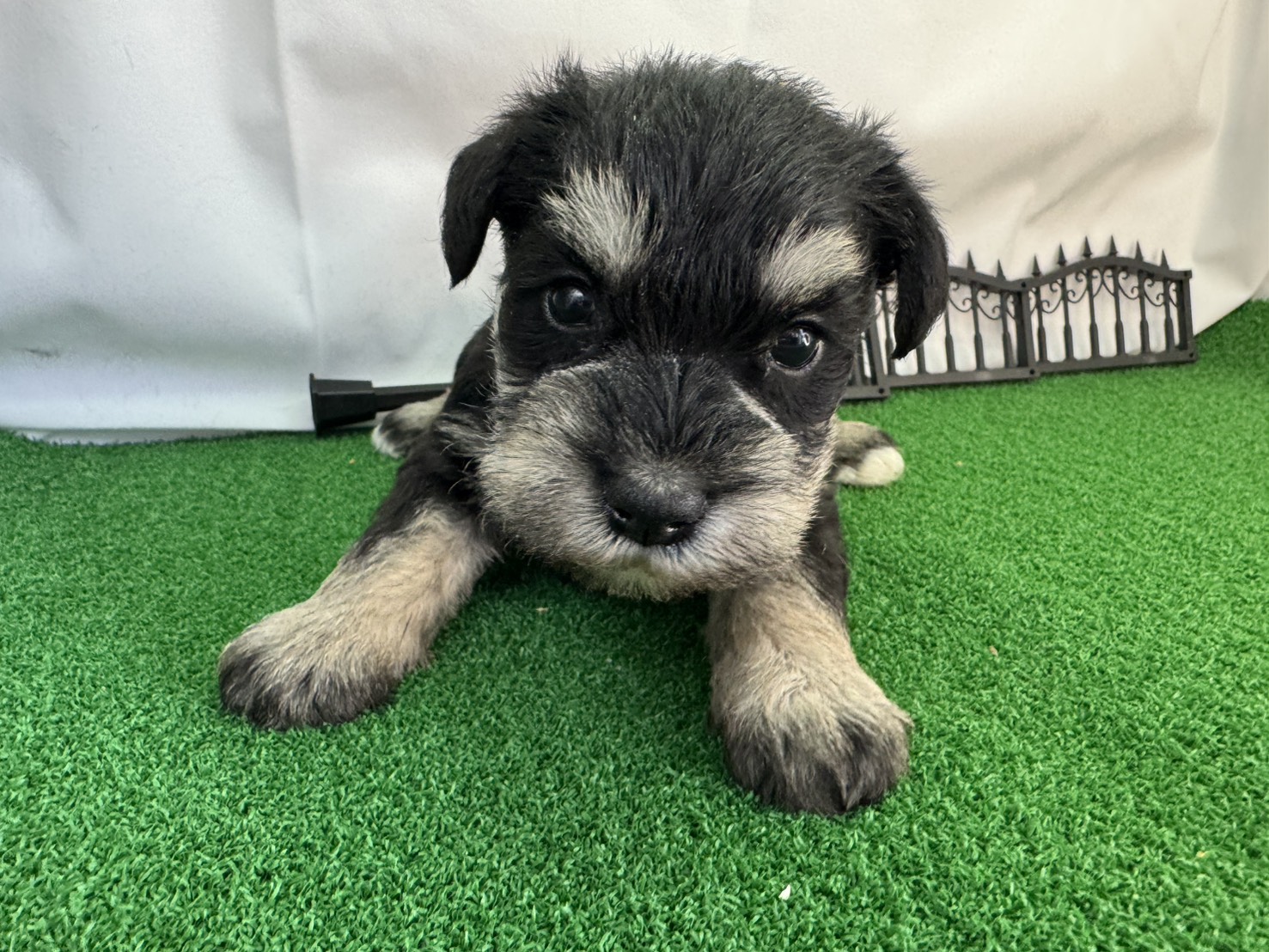 ミニチュアシュナウザー