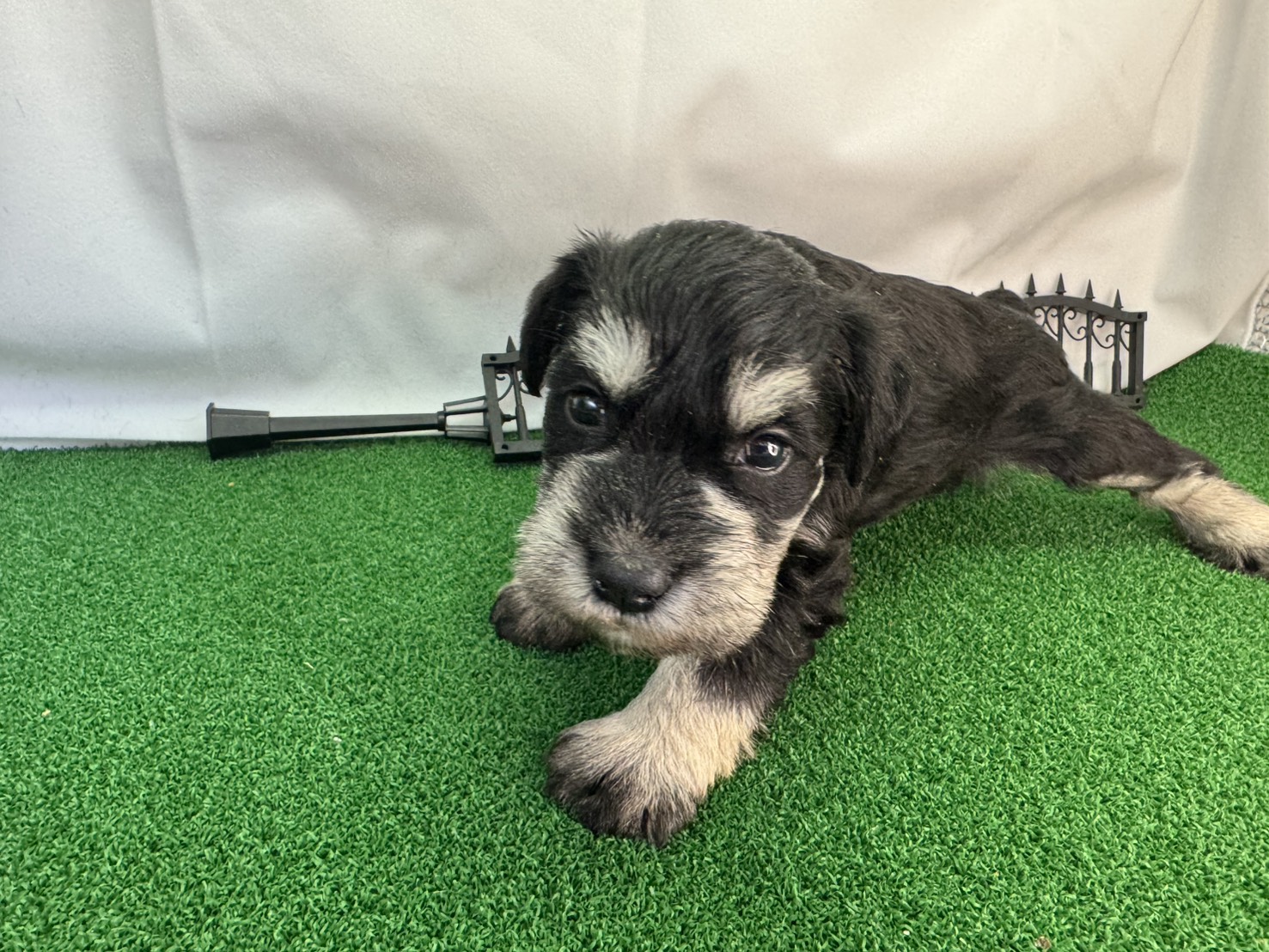 ミニチュアシュナウザー